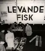 Uppackning av fisk. Nordiska Kompaniet.