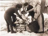 Slakt, skållning av gris. Jösse härad, Mangskog socken, Bjurbäcken, Värmland.