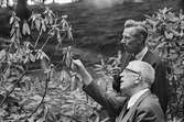 Kung Gustav VI Adolf med studerar Rhododendron med sin trädgårdsmästare på Sofiero. 