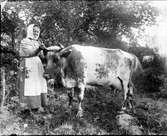 Kvinna med ko, Uppland före 1929