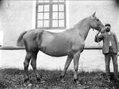 Man med häst, Uppland före 1929