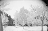 Skogsparti med slädspann, Skalunda, Västergötland 1907