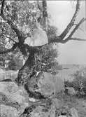Kvinna i träd, sannolikt Uppland, före 1914
