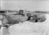 Trädstockar, Uppland 1946