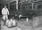 Ladugård med kor som mjölkas, Uppland 1936