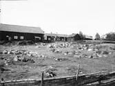 Gårdsmiljö - Ärnevi, Funbo socken, Uppland, sannolikt 1920-tal