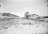 Gamla Uppsala högar, Gamla Uppsala 1935