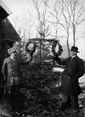 Rekonstruktion av julgranar klädda med kransar och målade ägg, Knivsta socken, Uppland 1935