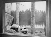 Diorama på Biologiska museet, Skolparken, Uppsala 1938