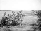 Skinnäsviken och Gräsö, från Öregrund, Uppland juli 1924