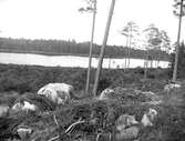 Laksjön med skogsmark och kalhygge i förgrunden, Harbo socken, Uppland 1925