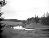 Betande hästar vid Björklingeån, nära Rosta, Bälinge socken, Uppland september 1917