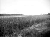 Vendelsjön i Tegelsmora socken, Uppland i oktober 1925