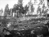 Skogsmark i Kråkbo, Tegelsmora socken, Uppland år 1925