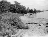 Strandparti vid Klockarbryggan, Gräsö socken, Uppland i juli 1923