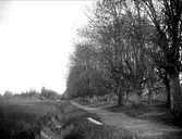 Allé vid Biskops-Arnö, Övergrans socken, Uppland maj 1919