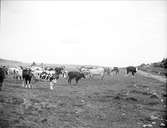 Kor i Skånela socken, Uppland september 1911