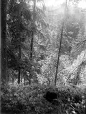Barrskog i Hårsbäcksdalen, Västerlövsta socken, Uppland i juli 1929