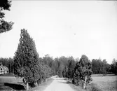 Väg med allé av enar i Löt, Almunge socken, Uppland september 1920
