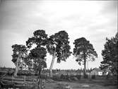 Tallar i beteshage i Skärfälten, Uppsala-Näs socken, Uppland i september 1916