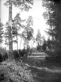 Barrskog, tallar, vid Kungshamn, Alsike socken, Uppland oktober 1922