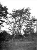 Träd, Flottsund, Sunnersta, Uppsala 1923