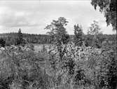 Fornborg på Arnö, Kungs-Husby socken, Uppland 1931