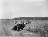 Landskapsvy med kor, Säby, Vassunda socken, Uppland 1932