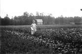 Kvinnoporträtt av en ung flicka som heter Dagmar Carlsson Axet, som står i en odling (grönkål)