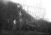 Krakning av gråärter och bondbönor 1923