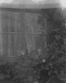 Enl. text i blå bok: 