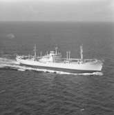 Fartyg nr. 543 M/S Fauskanger, lastartyg.