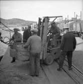 Truckarbete i Uddevalla hamn 1947