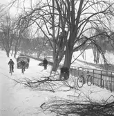 Lindarna vid Hasselbacken intill Bäveån beskärs i februari 1956