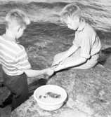 Krabbfiske i Skeppsviken, Uddevalla den 9 juli 1958