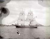 Danska fartyget Örnen, 20/6 1895.