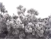 S:t Eriks kulle och Rimfrost. 29 dec 1927. 7 st. Kopierade.