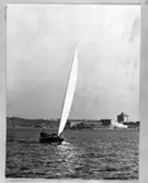 Ljungströmsbåten Twing-Wing 620 