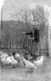 Klara ger hönsen, april 1920