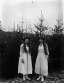 Två lucior mot en fond av granar år 1919