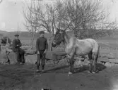 Hästen beundras vid Stora Anrås, Fjällbacka