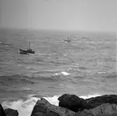 7. Frankrike. Fotojournal finns på B.M.A. + fotoalbum.
Samtidigt förvärv: Böcker och arkivmaterial.
Foton tagna 1959-10-16.
12 Bilder i serie.