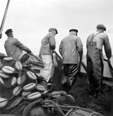 Vaden tas ombord. Fr.v.: Lars Andersson, ?, Axel Andreasson, Valter Askman.