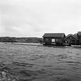 Hummersumpar vid Flatholmen