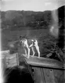 Johan Börjesson-Elds hund Puck