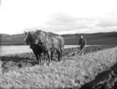 Plöjning med två hästar, troligen tillhörande Lilla Foss gård(enligt senare noteringar)