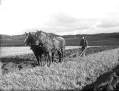 Plöjning med två hästar, troligen tillhörande Lilla Foss gård(enligt senare noteringar)