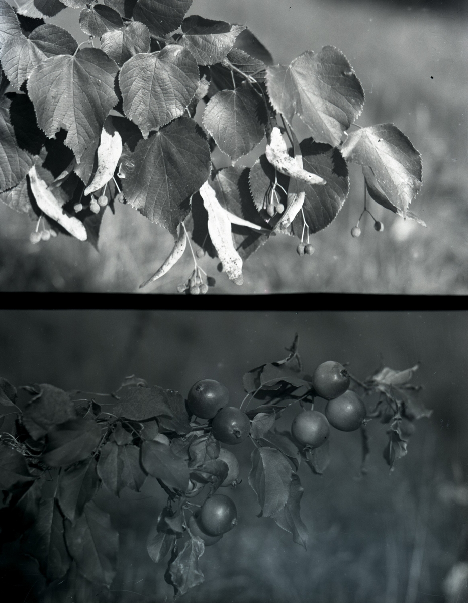 Oscar Färdig, Sverige, Bohuslän, Västra Götaland, Munkedal, Foss, Munkedal, Göteborgs och Bohus län (Avbildad, ort)