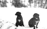 Boxerhundar i vinterlandskap, Kvistrum
