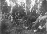 Utfodring av hästar i fält 1917